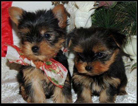 yorkshire terrier for sale portland oregon